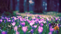 Flowers grass spring purple flowers crocus bokeh fields
