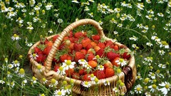 Flowers grass strawberries fruits baskets