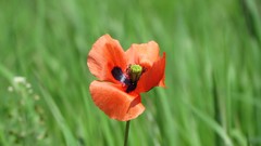 Flowers grass summer Poppies Plants