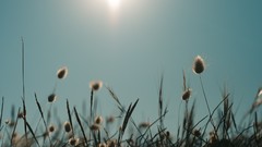Flowers grass sun skies