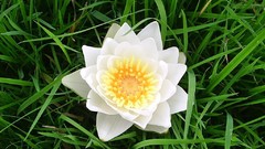Flowers grass white flowers