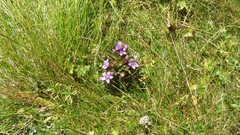 Flowers grass Wildflowers