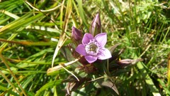 Flowers grass Wildflowers