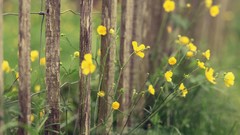 Flowers grass Wildflowers