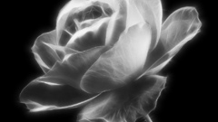 Flowers grayscale flower