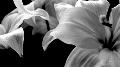 Flowers grayscale Lilies