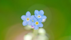 Flowers green background blue flowers Forget-me-nots