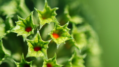 Flowers Green close-up