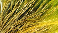 Flowers Green close-up