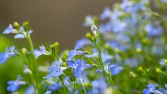 Flowers Green Garden backgrounds natural scenery
