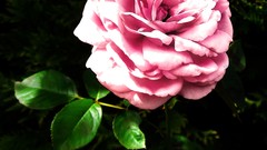 Flowers Green Garden pink roses