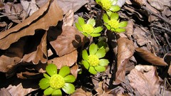Flowers Green Plants
