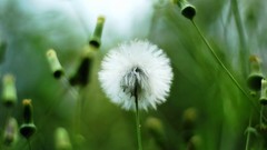 Flowers Green Plants