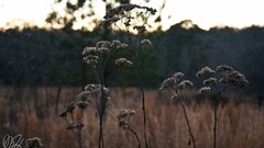 Flowers Green Plants brown fields flora