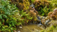 Flowers Green Plants Carding Mill Valley