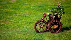 Flowers Green Poland fields Wolbórz