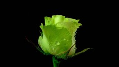 Flowers Green roses black background