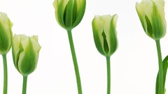 Flowers Green tulips white background