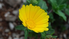 Flowers Green yellow flowers