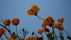 Flowers groups Poppies happy
