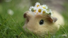 Flowers hamsters