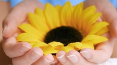 Flowers hands yellow flowers