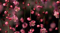 Flowers hanging cherry blossoms