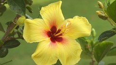 Flowers Hawaii hibiscus