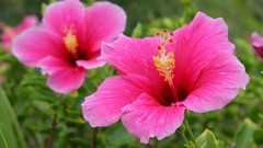 Flowers Hawaii pink flowers hibiscus