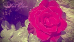 Flowers HDR Photography