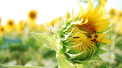 Flowers HDR Photography Sunflowers