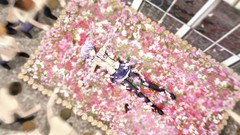 Flowers head Anime chaos anime girls game cg Chaos Head 