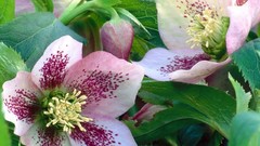 Flowers Hellebores