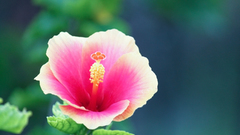 Flowers hibiscus