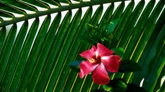 Flowers hibiscus