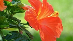Flowers hibiscus