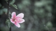 Flowers hibiscus depth of field