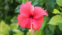 Flowers hibiscus red flowers