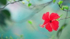 Flowers hibiscus tropical