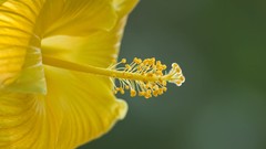 Flowers hibiscus yellow flowers