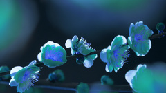 Flowers high Resolution