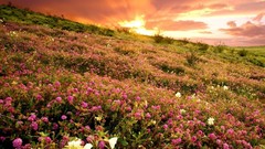 Flowers hills fields sunlight Wildflowers