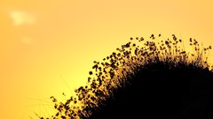 Flowers hills orange silhouettes