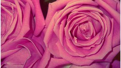 Flowers Holidays roses