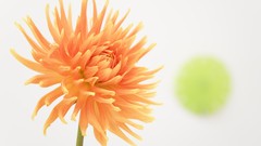 Flowers home still life