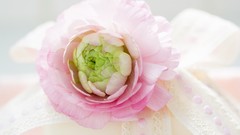 Flowers home still life