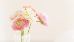 Flowers home still life