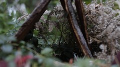 Flowers houses Fairies Blur