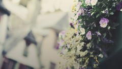 Flowers houses pansies