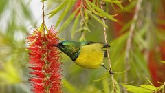 Flowers hummingbirds